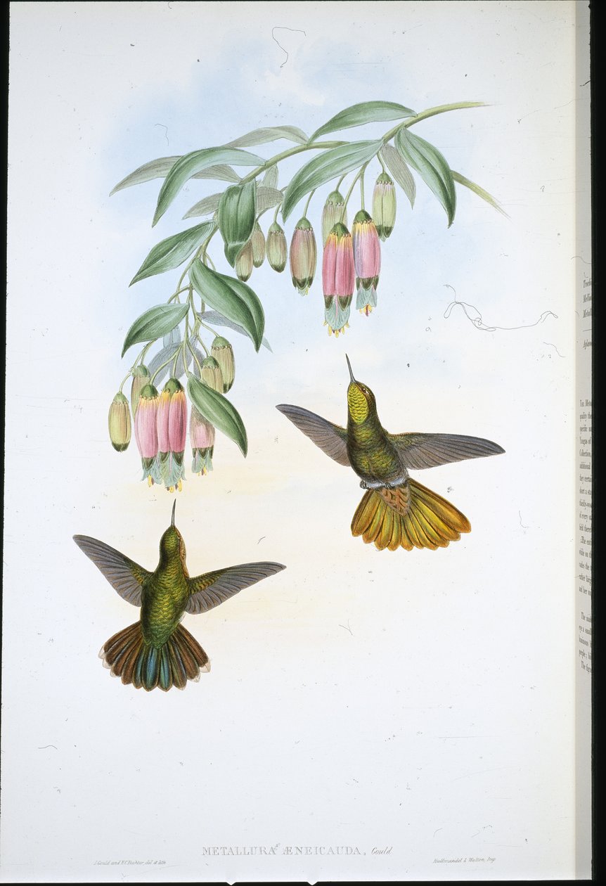Cauda Brassy (Metallura Aeneicauda) (cor de mão litho) de John (after) Gould