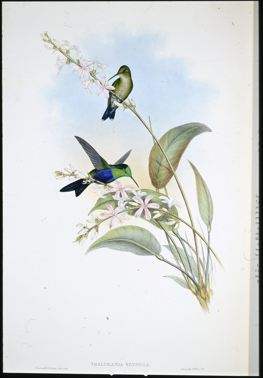 Panoplites Brasileiras (Thalurania Eryphile) (litografia colorida à mão) de John (after) Gould
