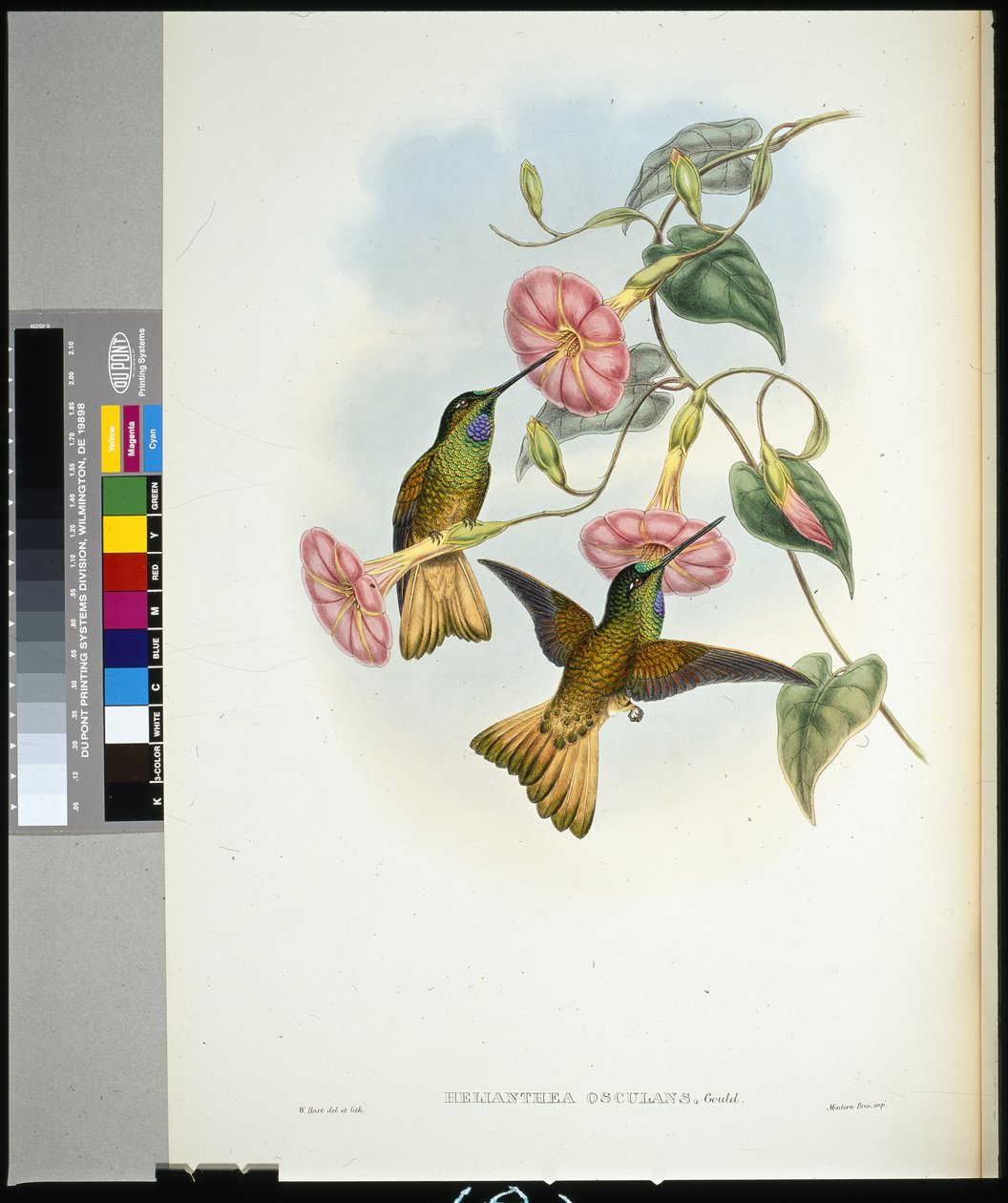 Buff-tailed Star-frontlet (helianthea osculans) (litho colorido à mão) de John (after) Gould