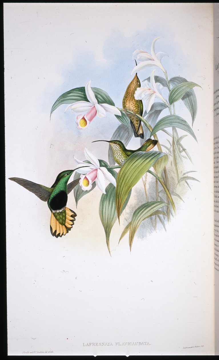 Buff-tailed Velvet-breast (Lafresnaya Flavicaudata) (litho colorido à mão) de John (after) Gould