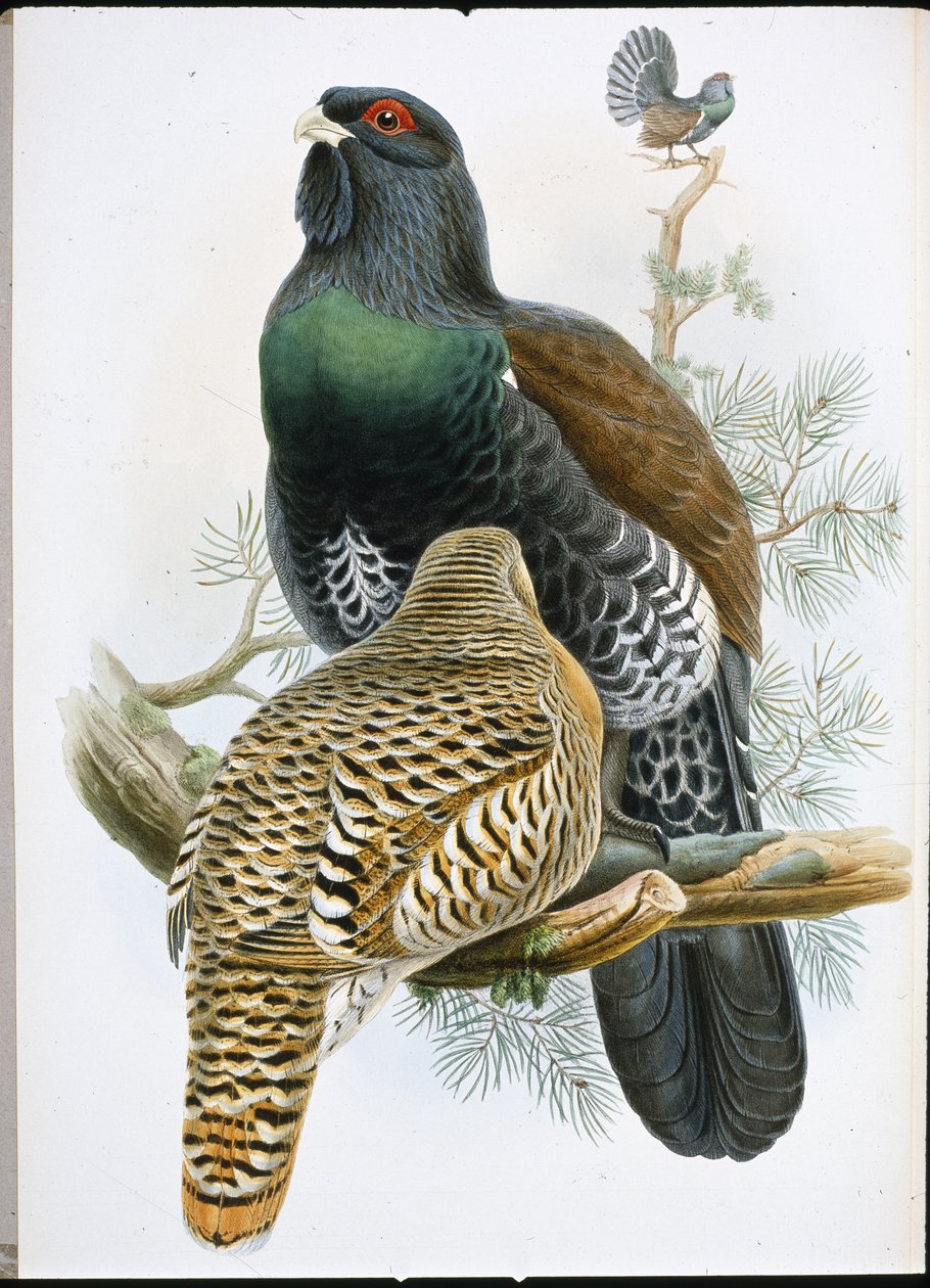 Capercailzie (Tetrao Urogallus) (Litho colorido à mão) de John (after) Gould