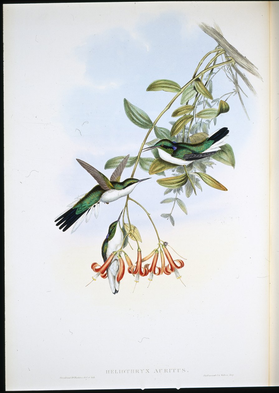 Fada Cayene (Heliothryx Auritus) (litho colorido à mão) de John (after) Gould