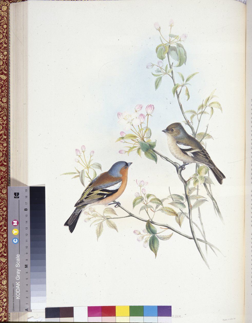 Tentilhão (Fringilla Caelebs) (litho colorido à mão) de John (after) Gould