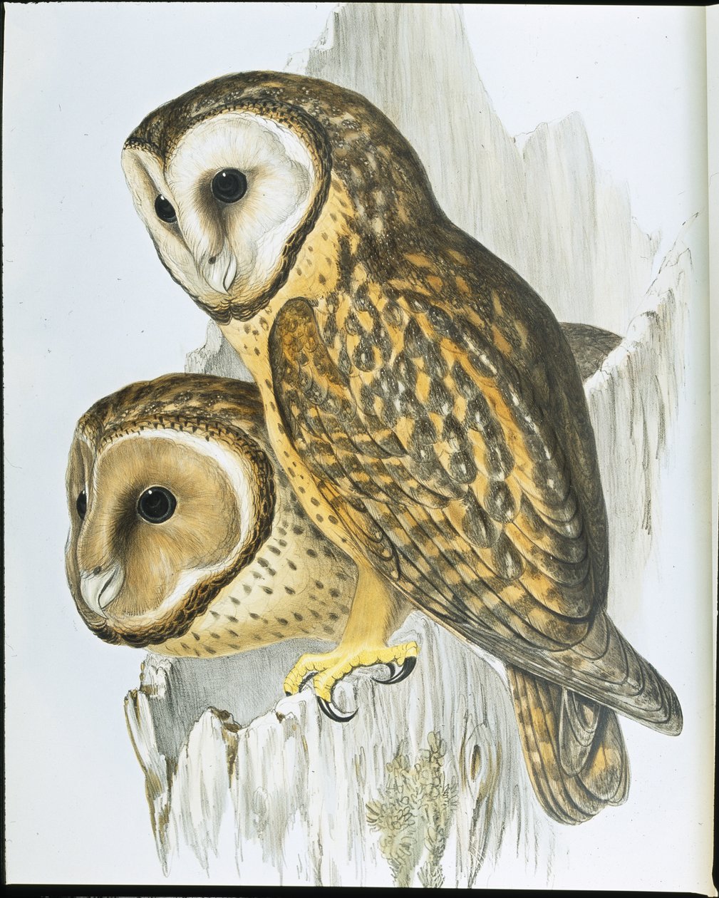 Coruja de Castanops (Strix Castanops) (litho cor de mão) de John (after) Gould