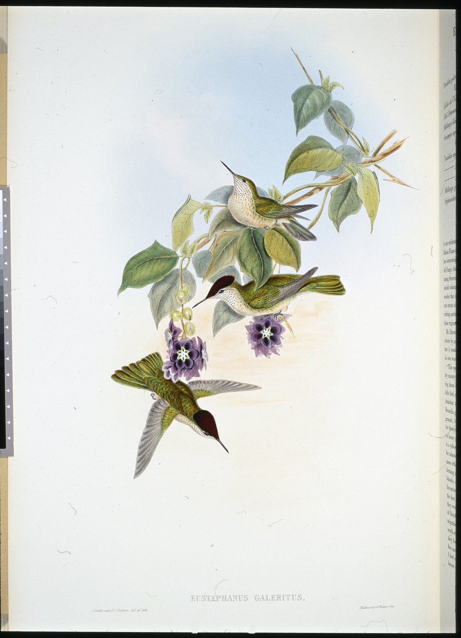 Chilian Fire-crown (Eustephanus Galeritus) (cor da mão) de John (after) Gould