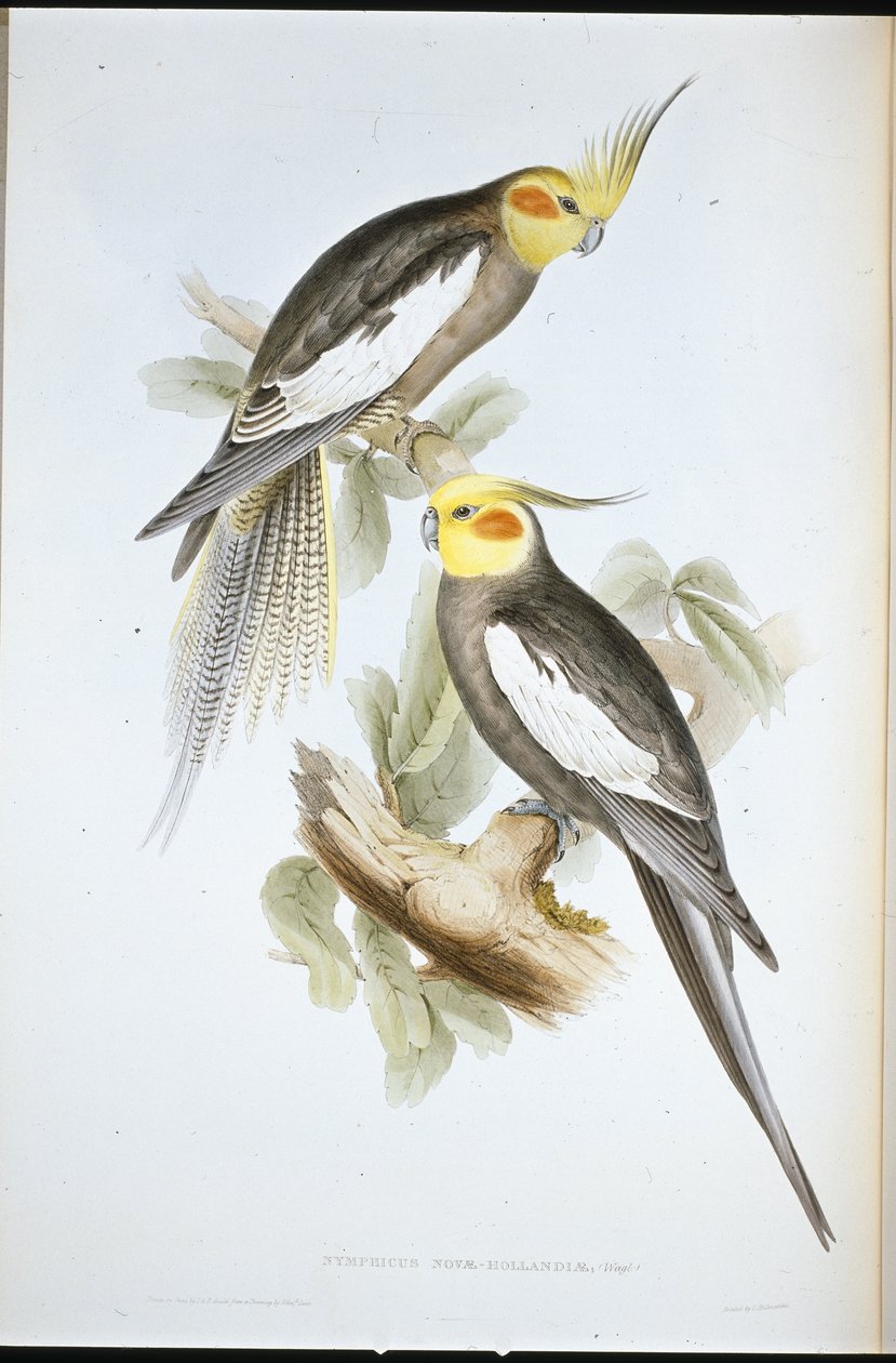 Periquito Cockatoo (Nymphicus Novae-Hollandiae ) (litho colorido à mão) de John (after) Gould
