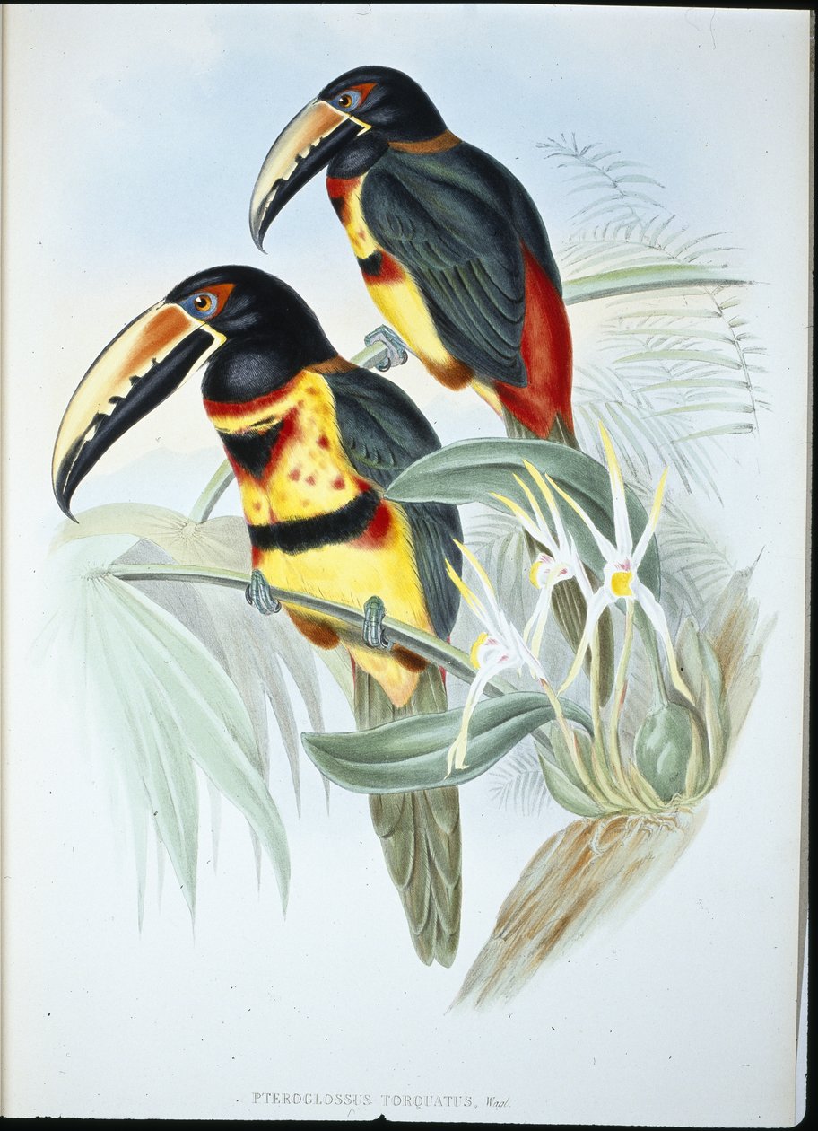 AracariI (Pteroglossus Torquatus) (cor da mão) de John (after) Gould