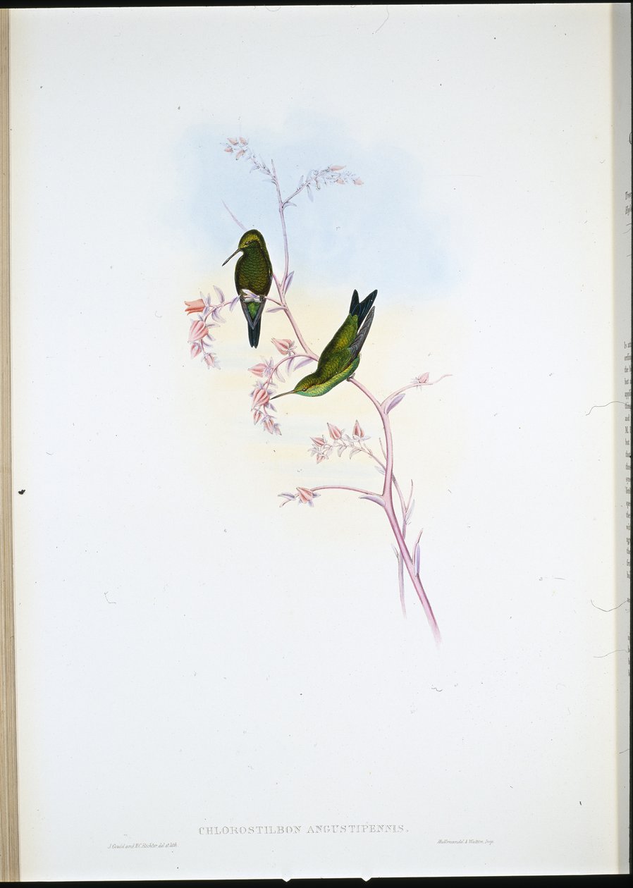 Esmeralda colombiana (Chlorostilbon Angustipennis) (cor da mão) de John (after) Gould