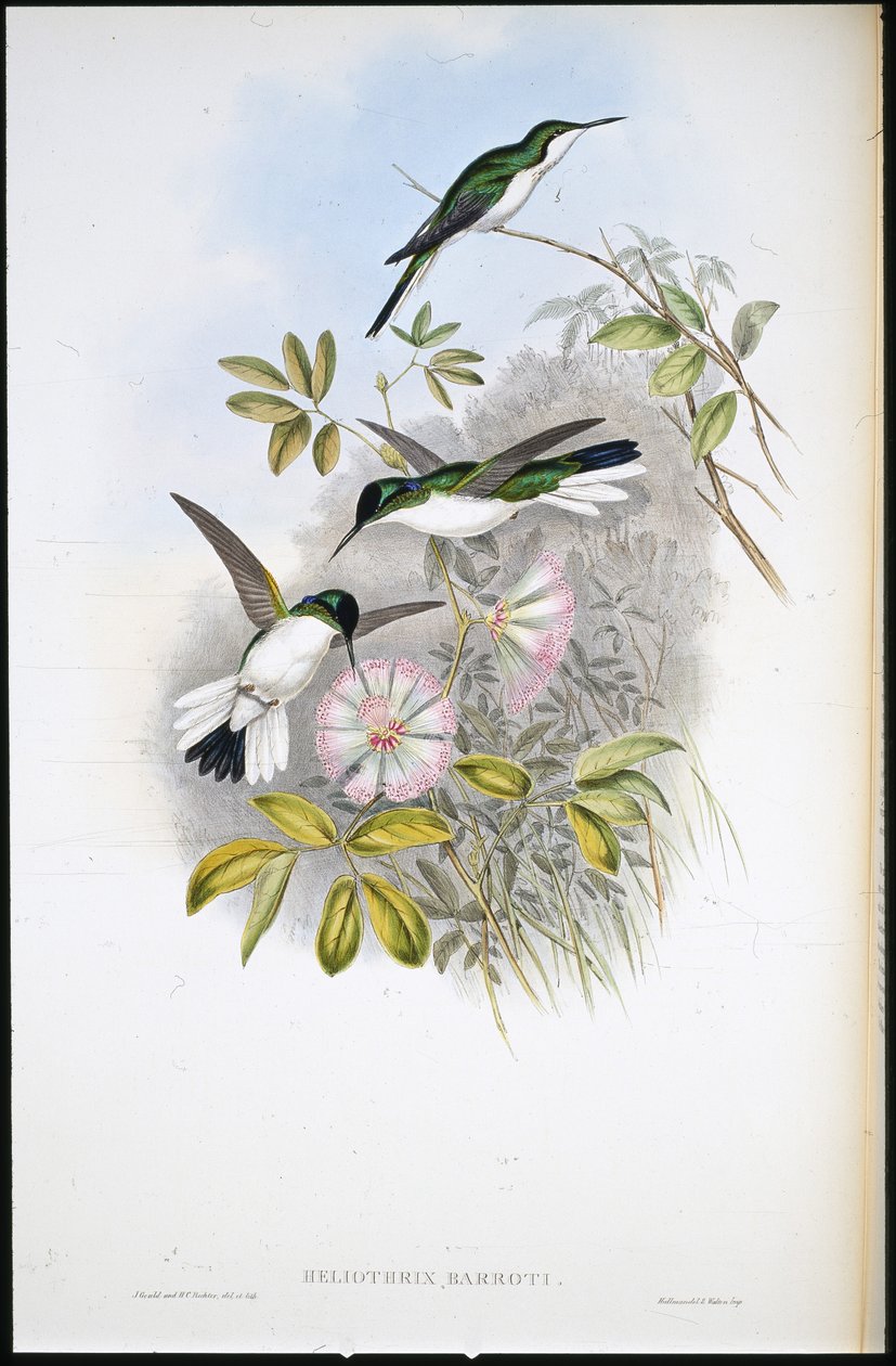 Fada Colombiana (Heliothrix Barroti) (litografia colorida à mão) de John (after) Gould