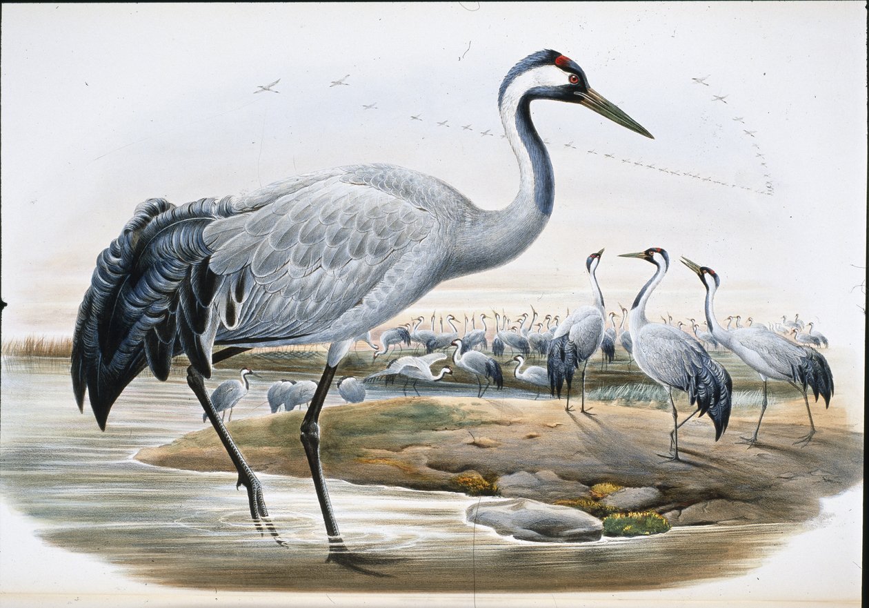 Grua comum (Grus Cinerea0 (litho colorido à mão) de John (after) Gould