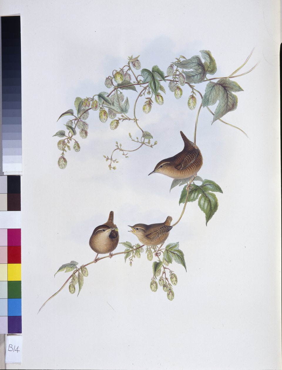 Raça comum (Trogloditas Europeus) (litho cor de mão) de John (after) Gould