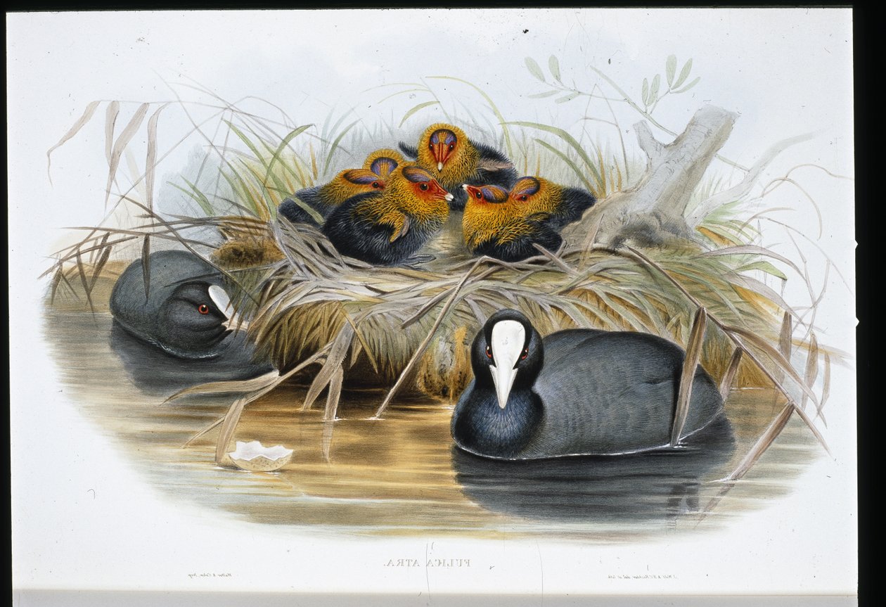 Coot (Fulica Atra) (litro colorido à mão) de John (after) Gould