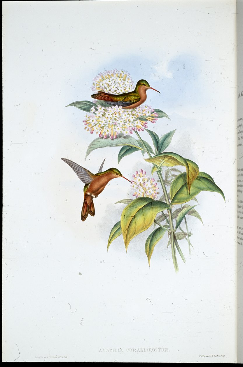 Amazili (Amazilia Corallirostris) (litografia colorida à mão) de John (after) Gould