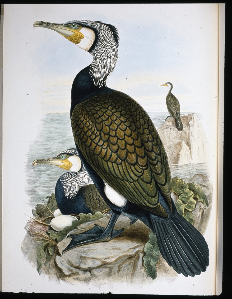 Cormorant (Phalacrocorax Carbo) (cor da cor da mão) de John (after) Gould