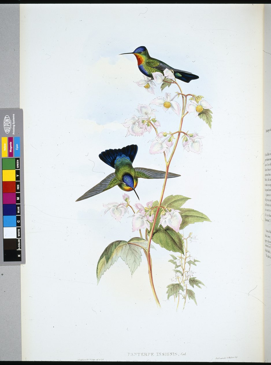 Beija-flor da Costa Rica (Panterpeinsignis) (litho colorido à mão) de John (after) Gould