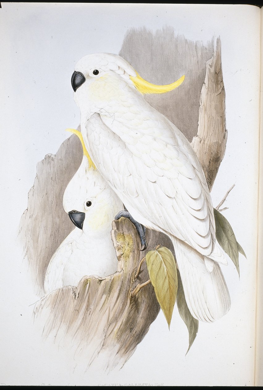 Cacatua Galerita (Cacatua Galerita ) (cor da mão) de John (after) Gould