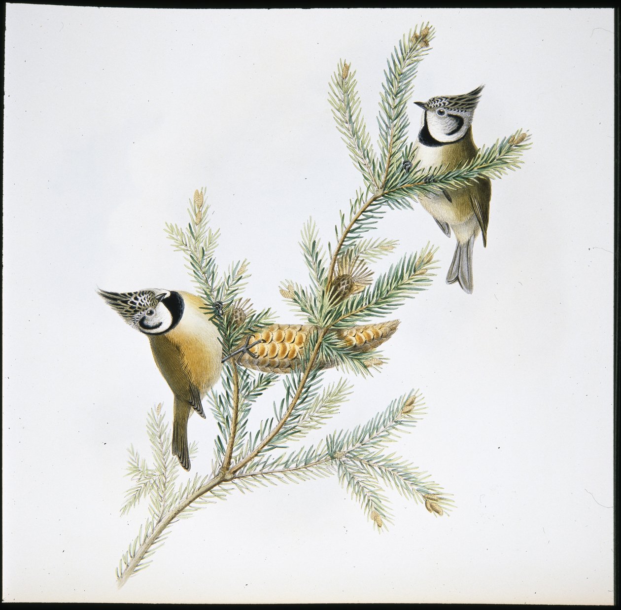 Tetinho Crescido (Parus Cristatus) (litho colorido à mão) de John (after) Gould