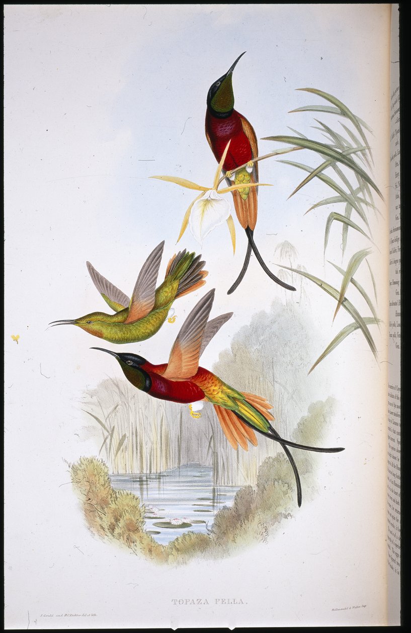 Crimson Topázio (Topaza Pella) (cor da mão) de John (after) Gould
