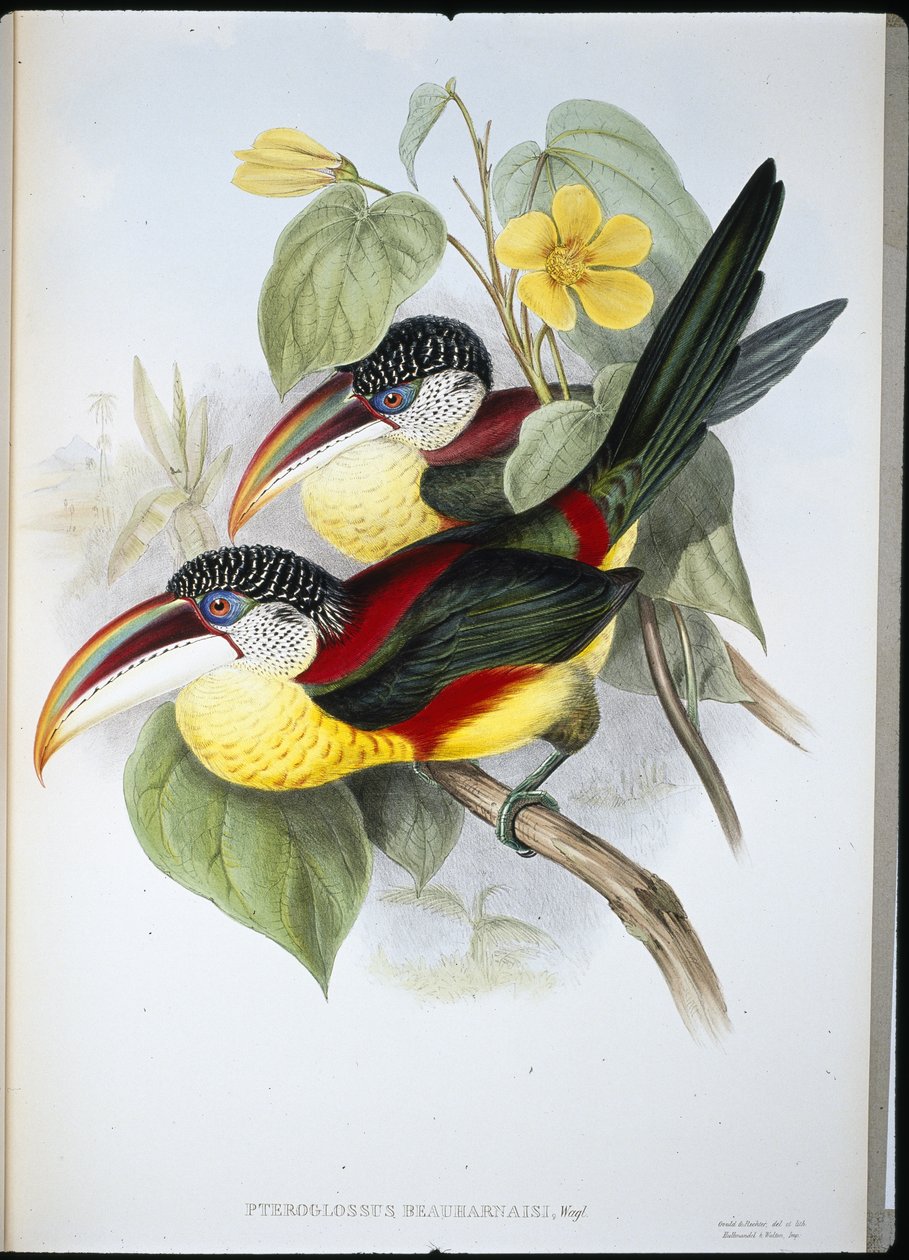 Aracari (Pteroglossus Beauharnaisi) (cor da mão) de John (after) Gould