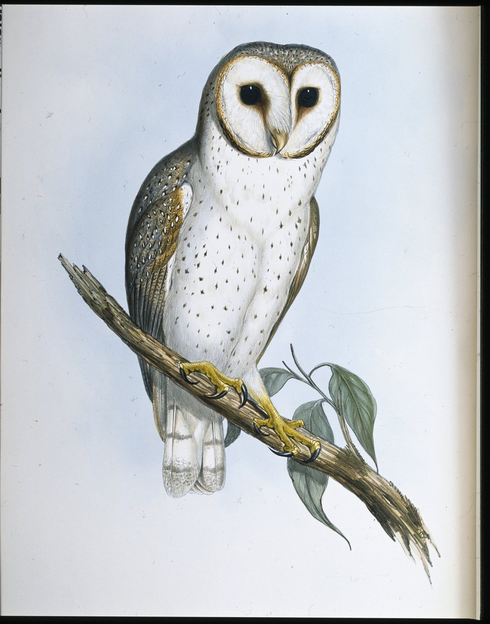 Coruja Delicada (Strix Delicatulis) (litho colorido à mão) de John (after) Gould