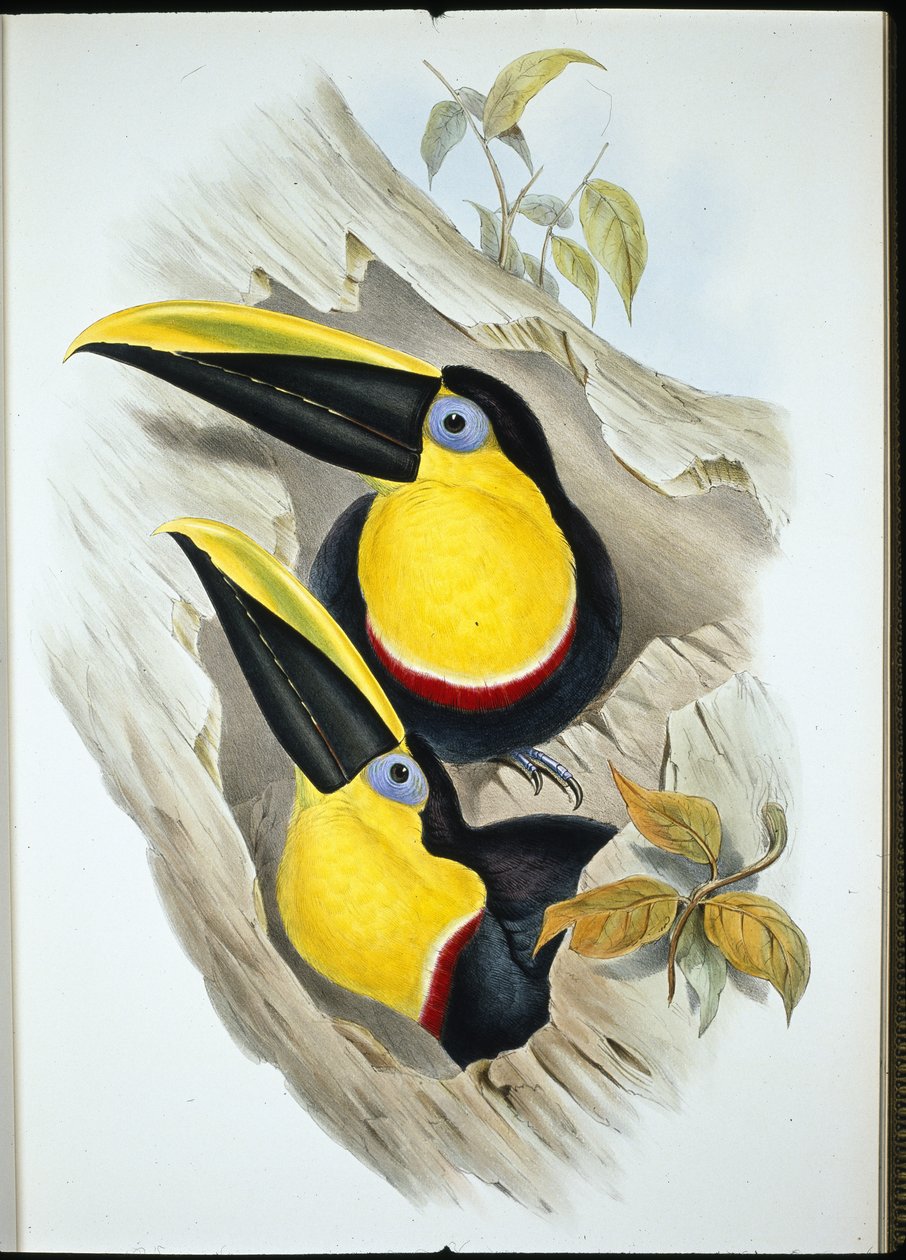Tucano Duvidoso (Ramphastos Ambiguus) (litho de cor de mão) de John (after) Gould