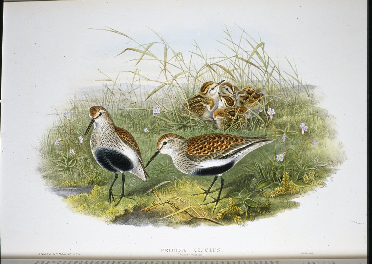 Dunlin (Pelidna Cinclus) (cor da mão) de John (after) Gould