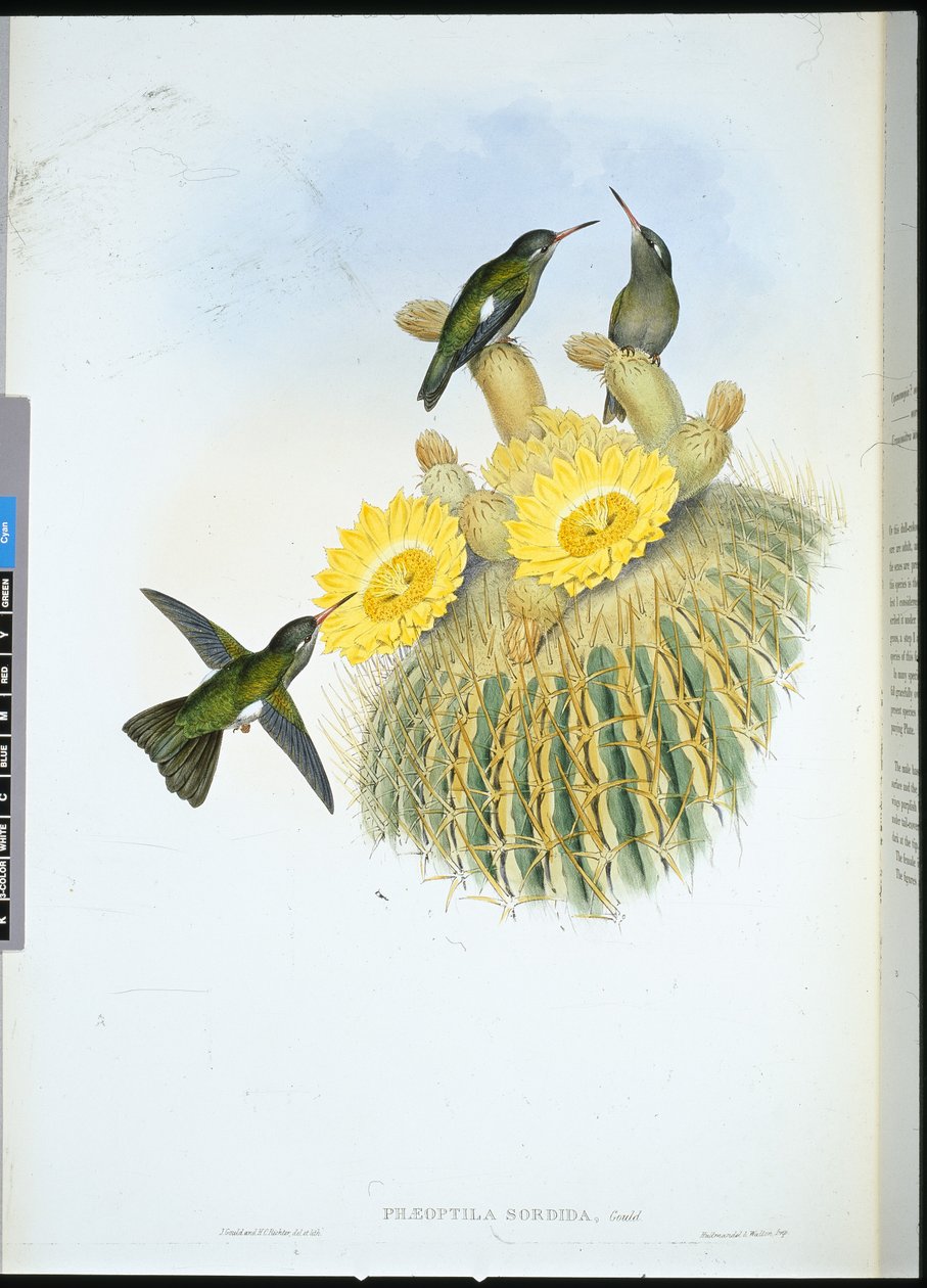 Beija-flor (Phaeoptila Sordida) (cor da mão) de John (after) Gould