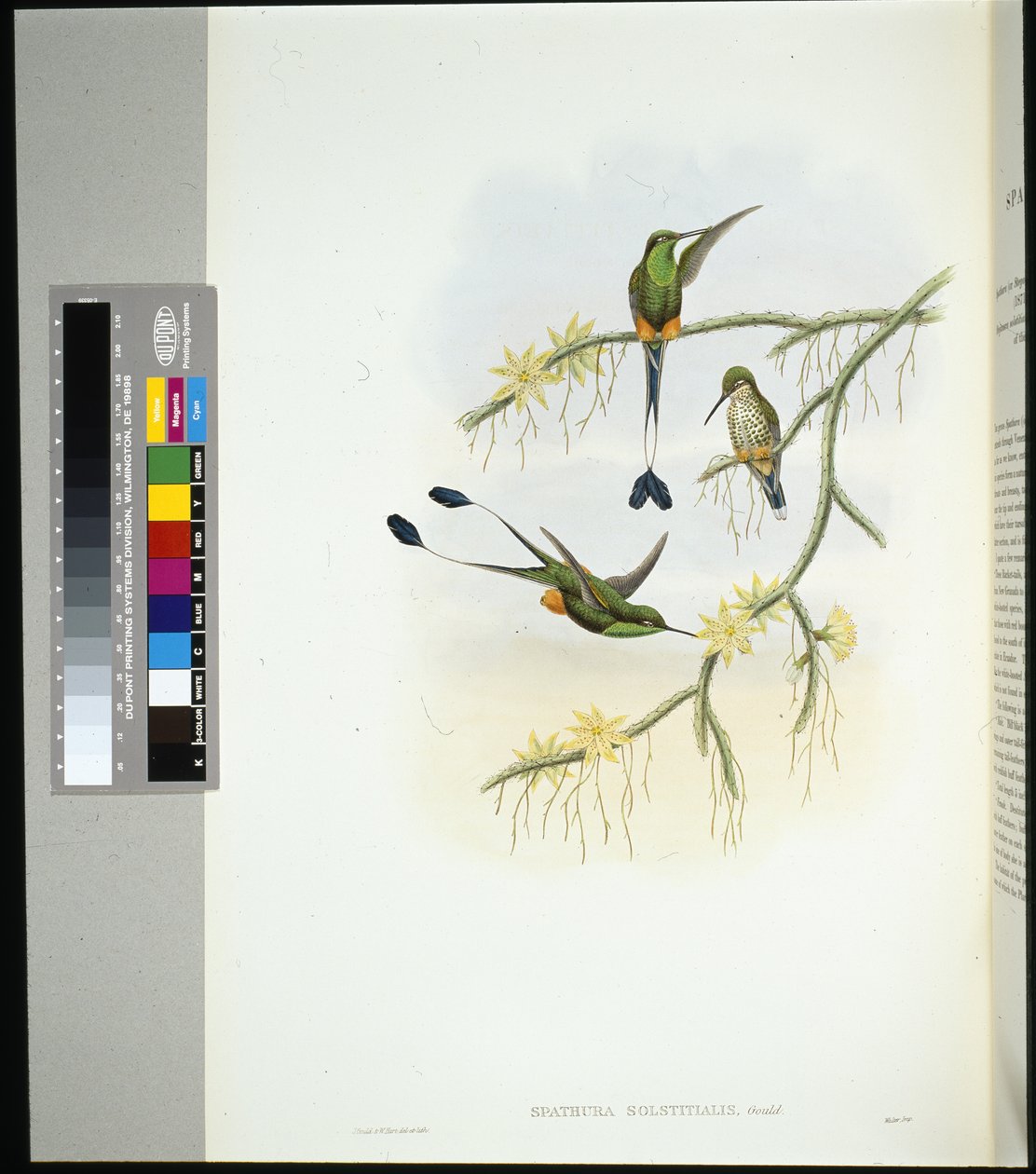 Ecuador Racket-tail (spathura solstitialis) (cor da mão litho) de John (after) Gould
