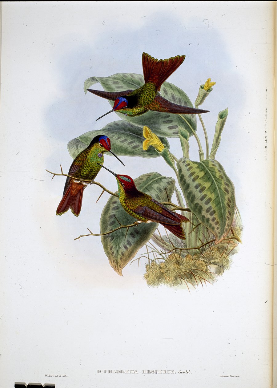 Arco-íris equatoriano (Diphlogaena Hesperus) (litho colorido à mão) de John (after) Gould