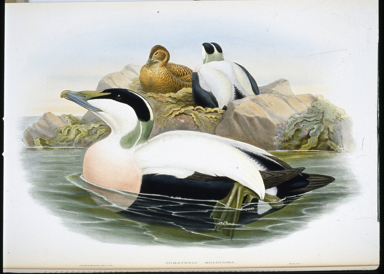 Pato Eider (Somateria Mollissima) (litho colorido à mão) de John (after) Gould
