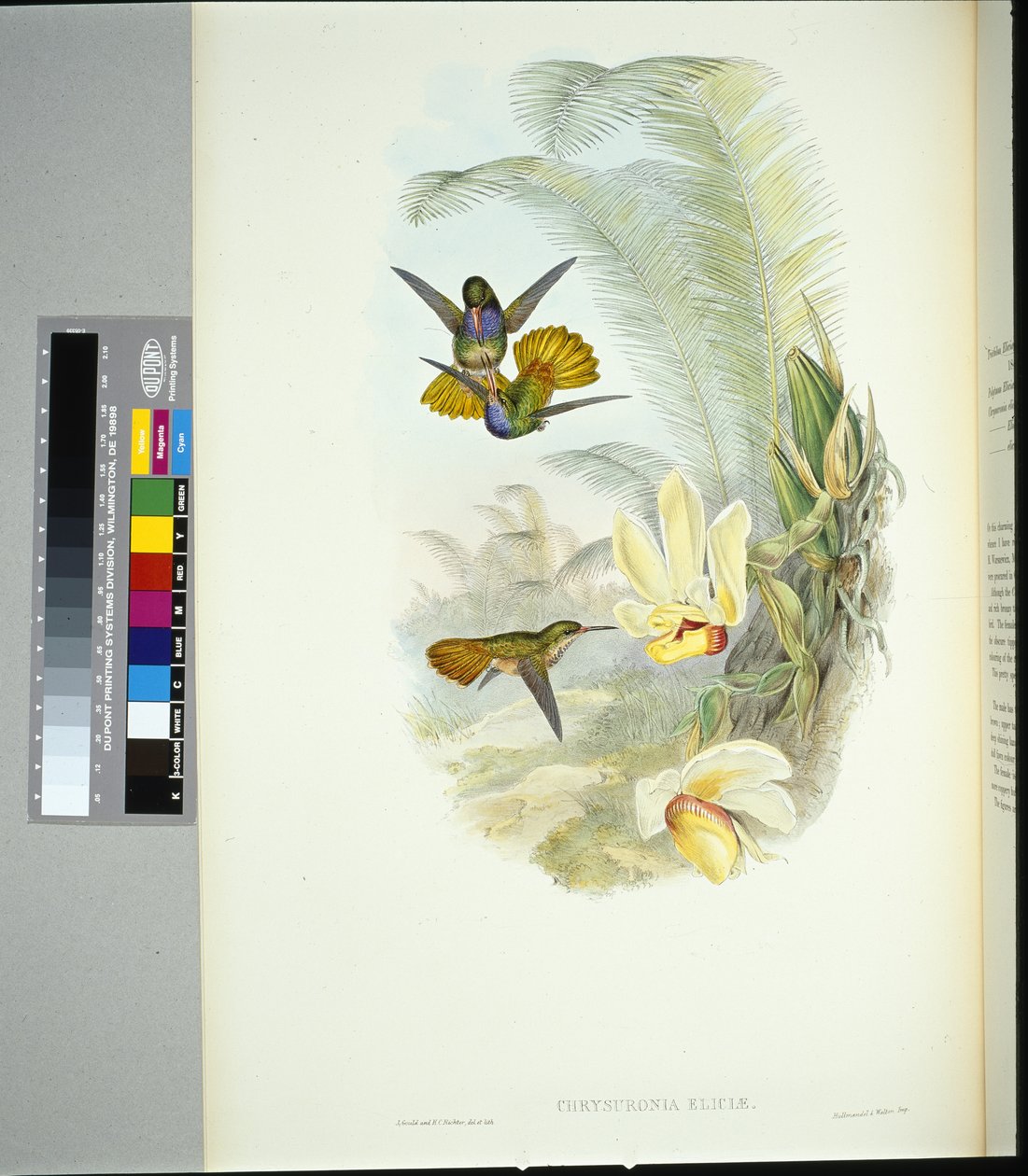 Cauda de Ouro de Elicia (chrysuronia eliciae) (litho colorido à mão) de John (after) Gould