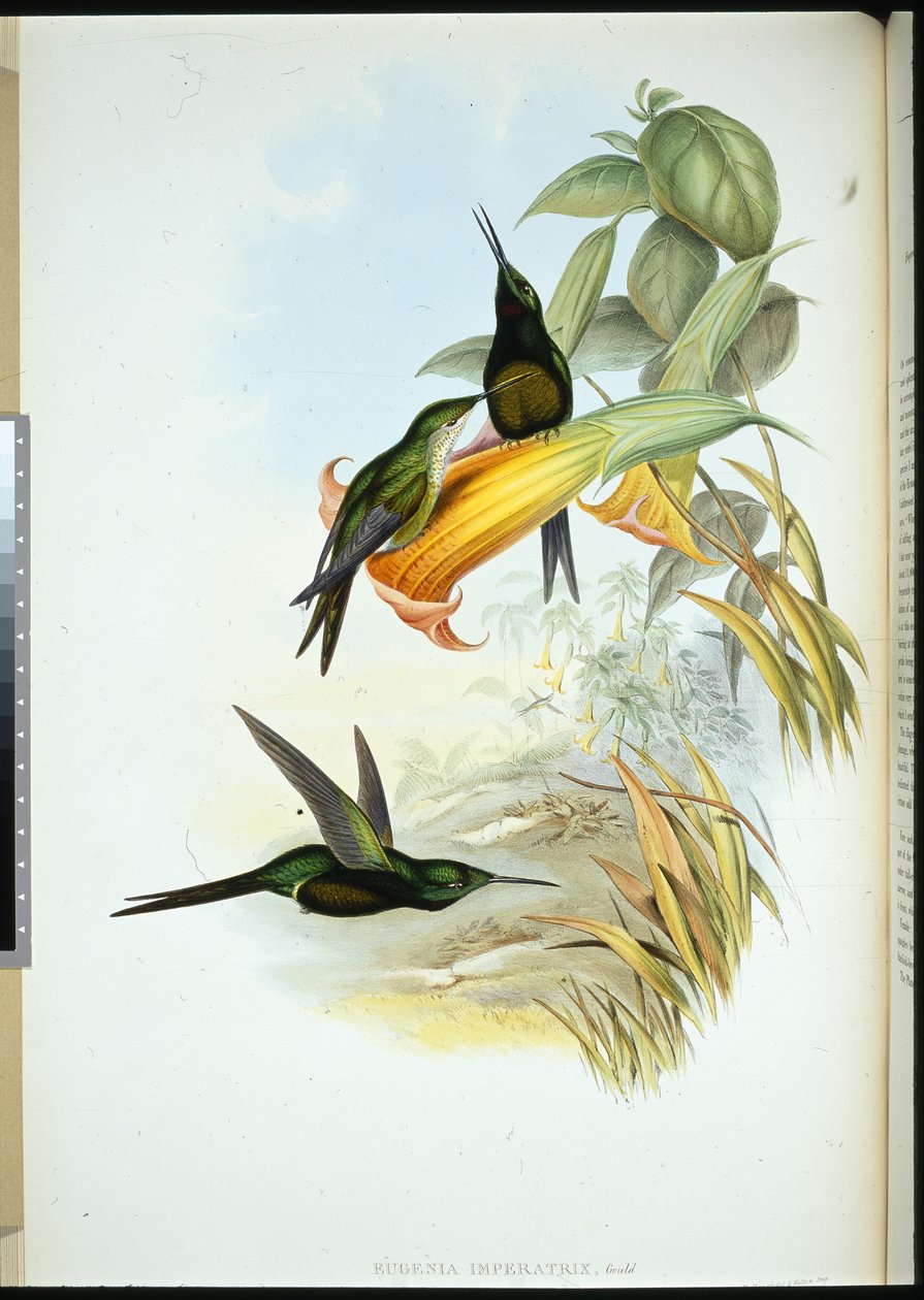 Imperatriz Beija-flor (Eugenia Imperatrix) (litografia colorida à mão) de John (after) Gould