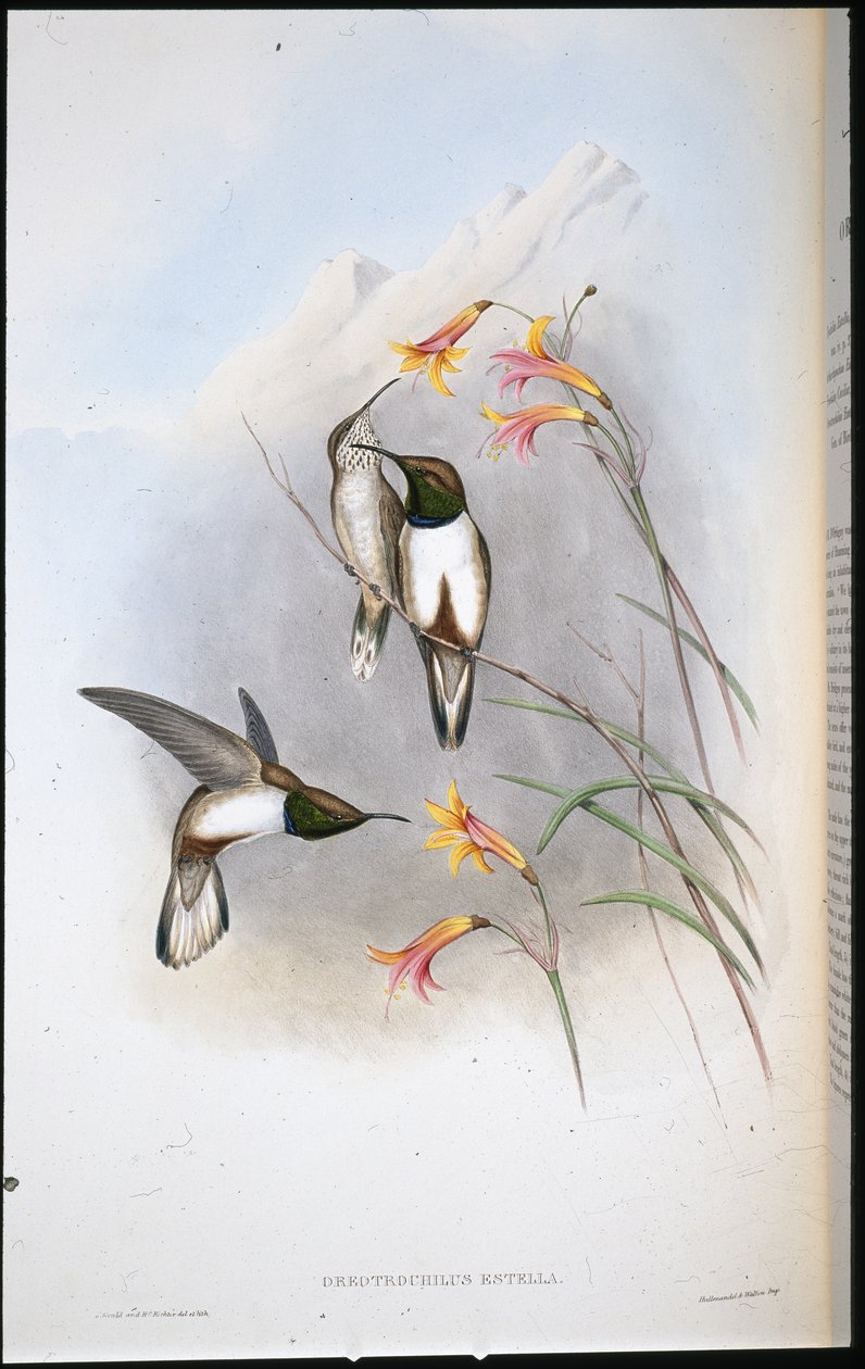 Beija-flor Estella (Oreotrochilus Estella) (cor de pele de litro) de John (after) Gould