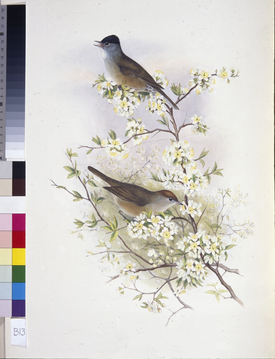 Eurasian Blackcap (Sylvia atricapilla) (litho colorido à mão) de John (after) Gould