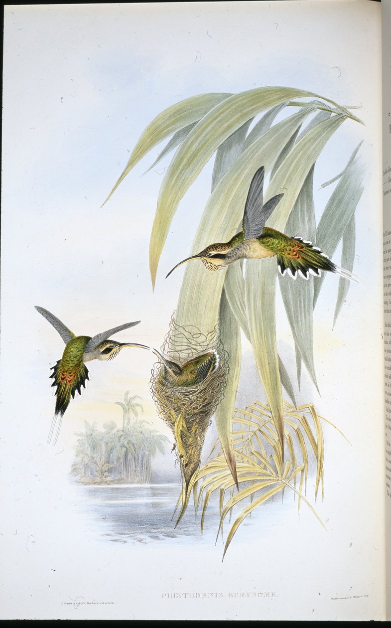 Eremita Eurinome (Phaethornis Eurinome) (litografia colorida à mão) de John (after) Gould