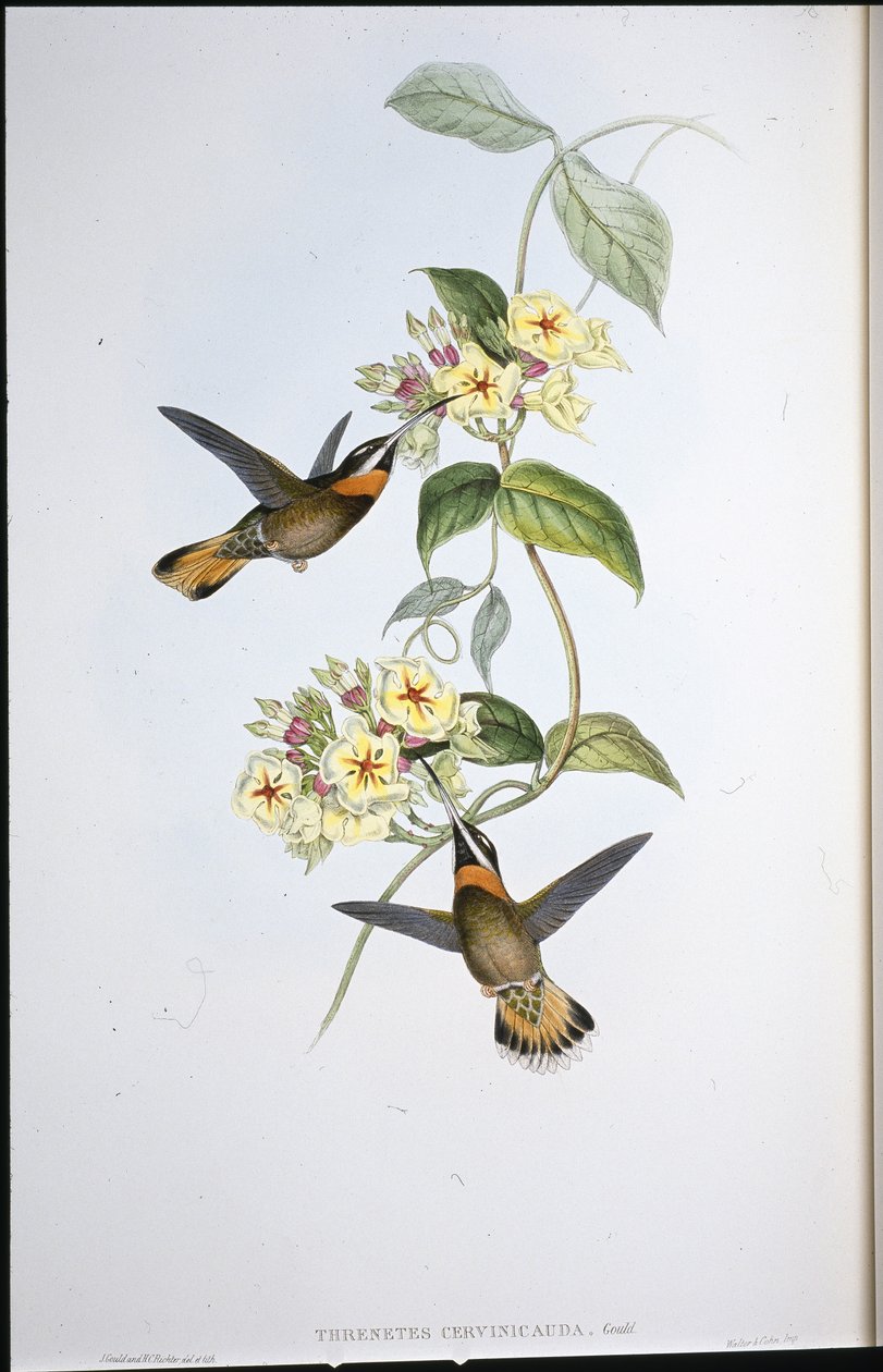 Beija-flor-de-garganta-de-garganta-preta (Threnetes Cervinicauda) (cor da mão) de John (after) Gould