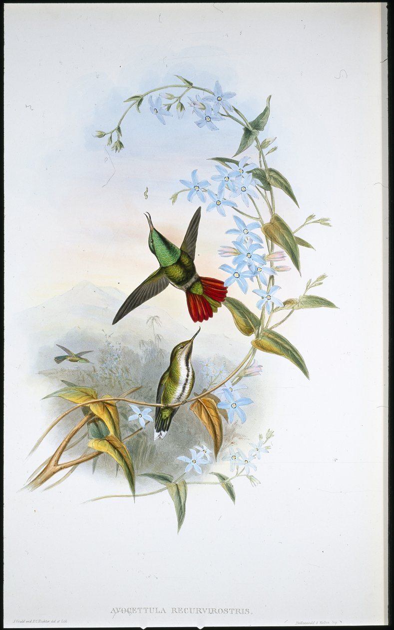 Avocetula Recurvirostris (Avocettula Recurvirostris) de cauda grossa (litho colorido à mão) de John (after) Gould