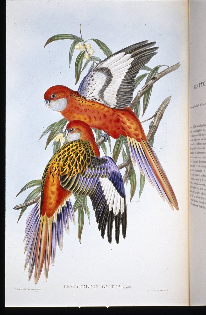 Fiery Parakeet (platycercus ignitus) (litho colorido à mão) de John (after) Gould