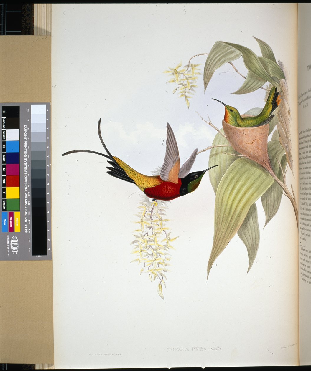 Fiery Topázio (topaza pyra) (litho colorido à mão) de John (after) Gould