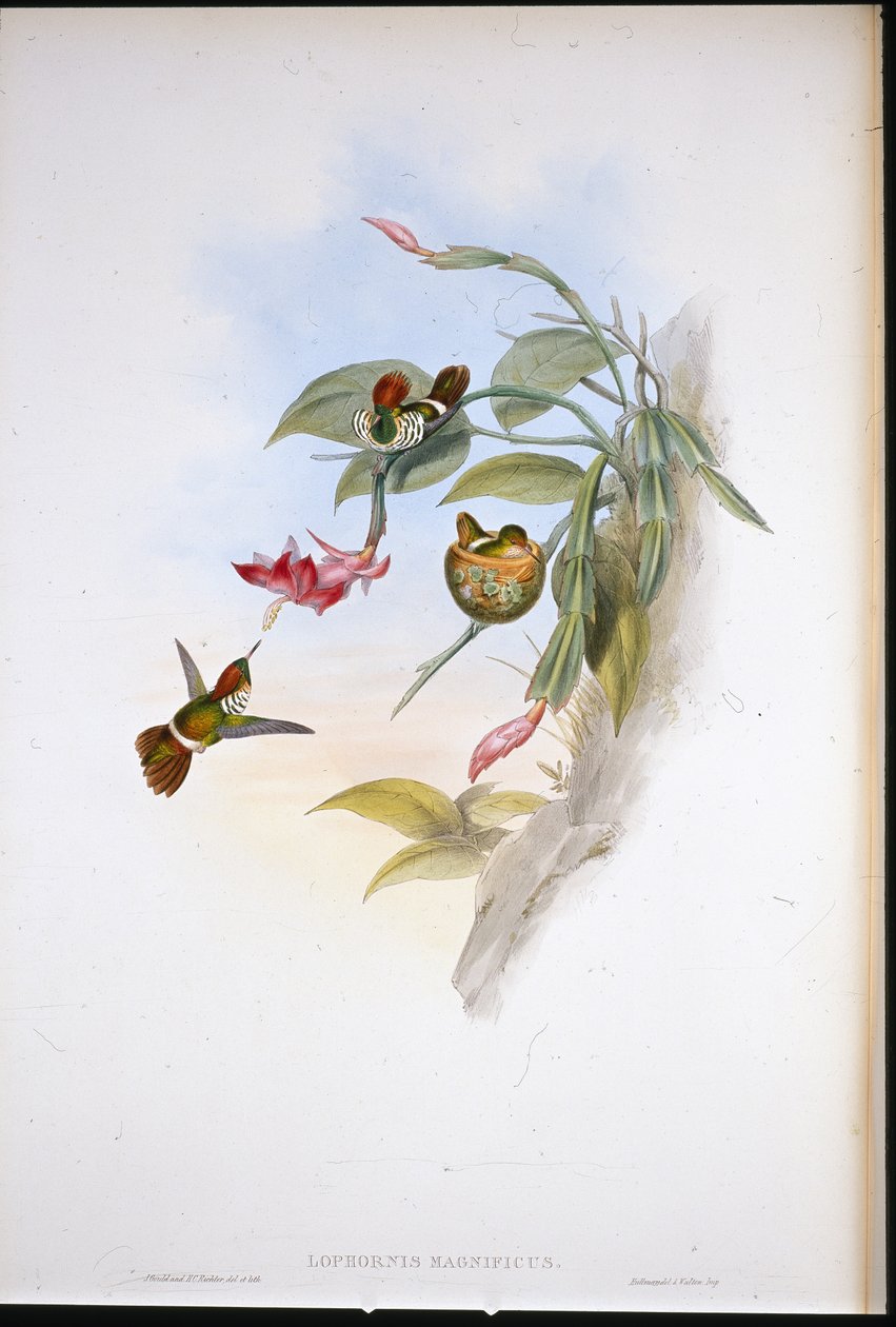 Coquette (Lophornis Magnificus) (litho colorido à mão) de John (after) Gould