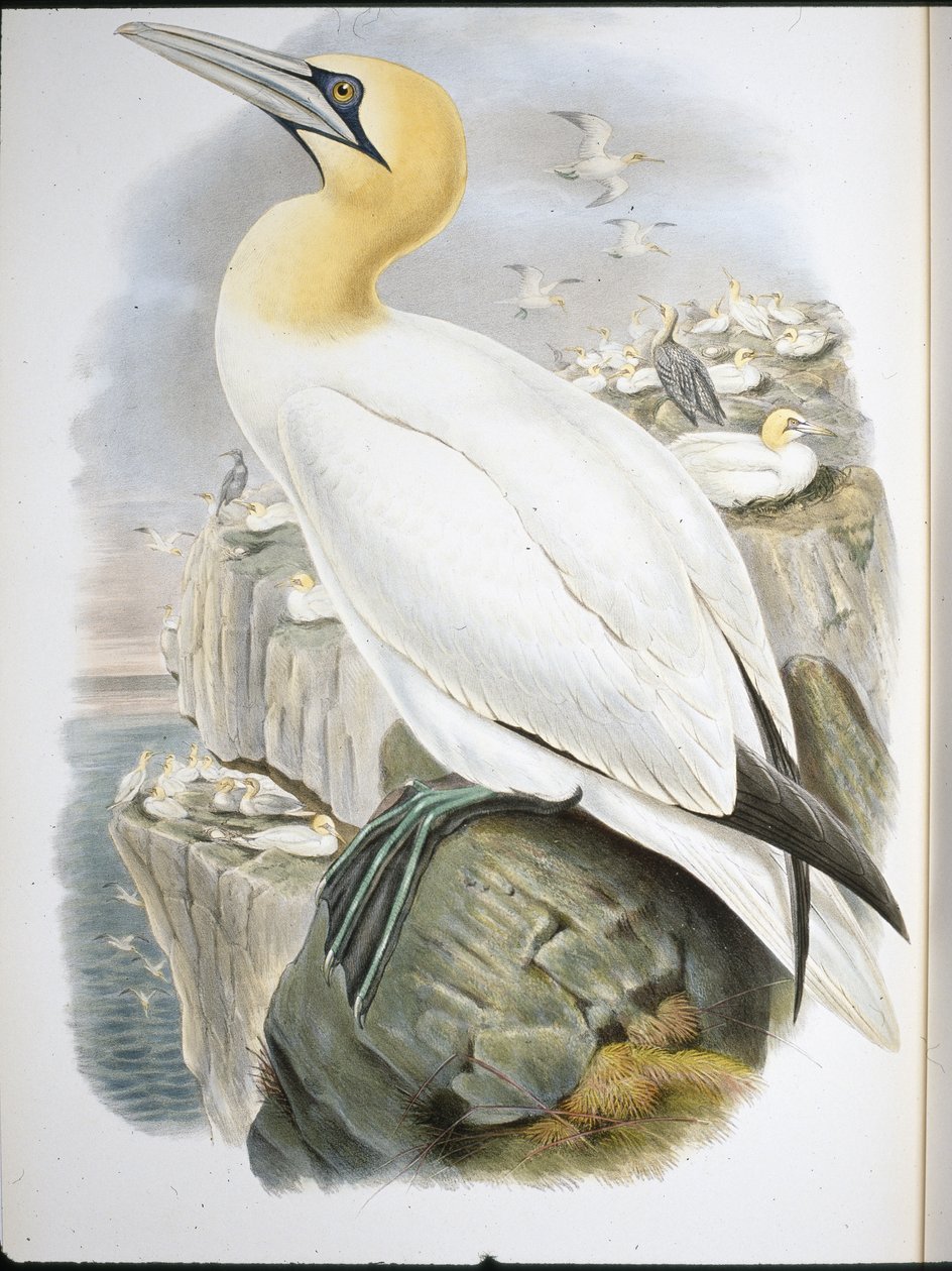 Ganet (Sula Bassana) (litho colorido à mão) de John (after) Gould
