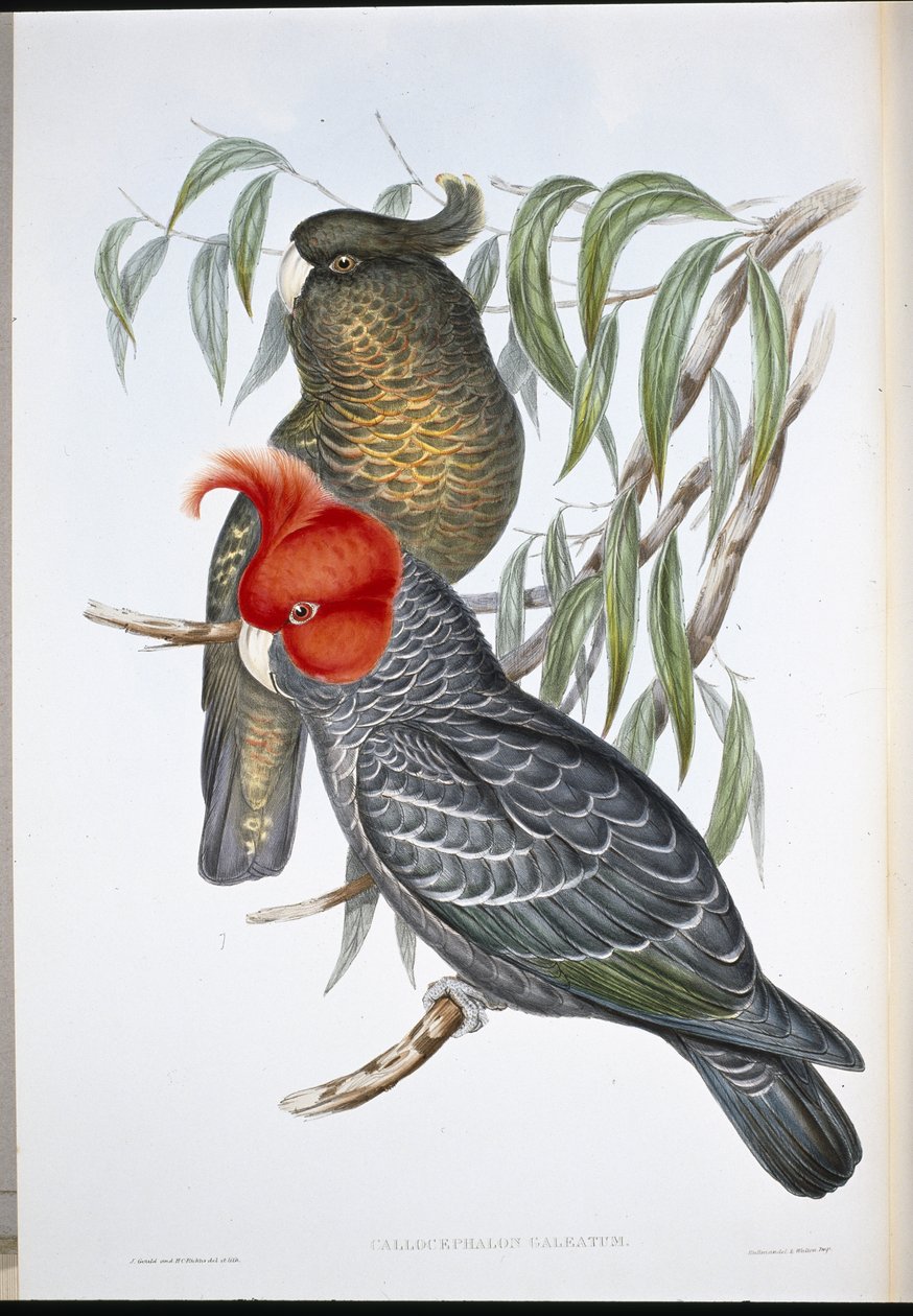 Gang-gang Cockatoo (Callocephalon Galeatum) (Litho colorido à mão) de John (after) Gould