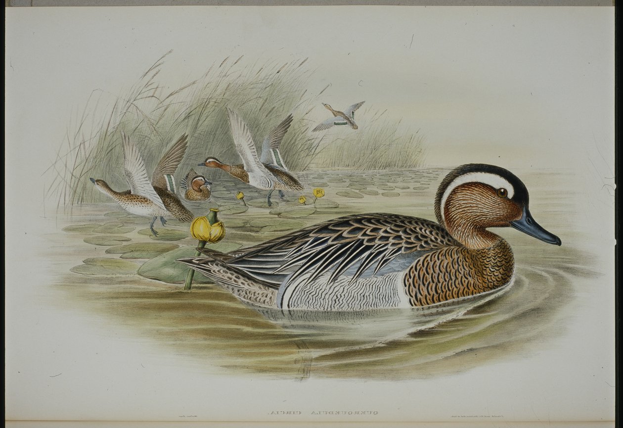 Garganey (Qeurquedula Circia) (litho colorido à mão) de John (after) Gould
