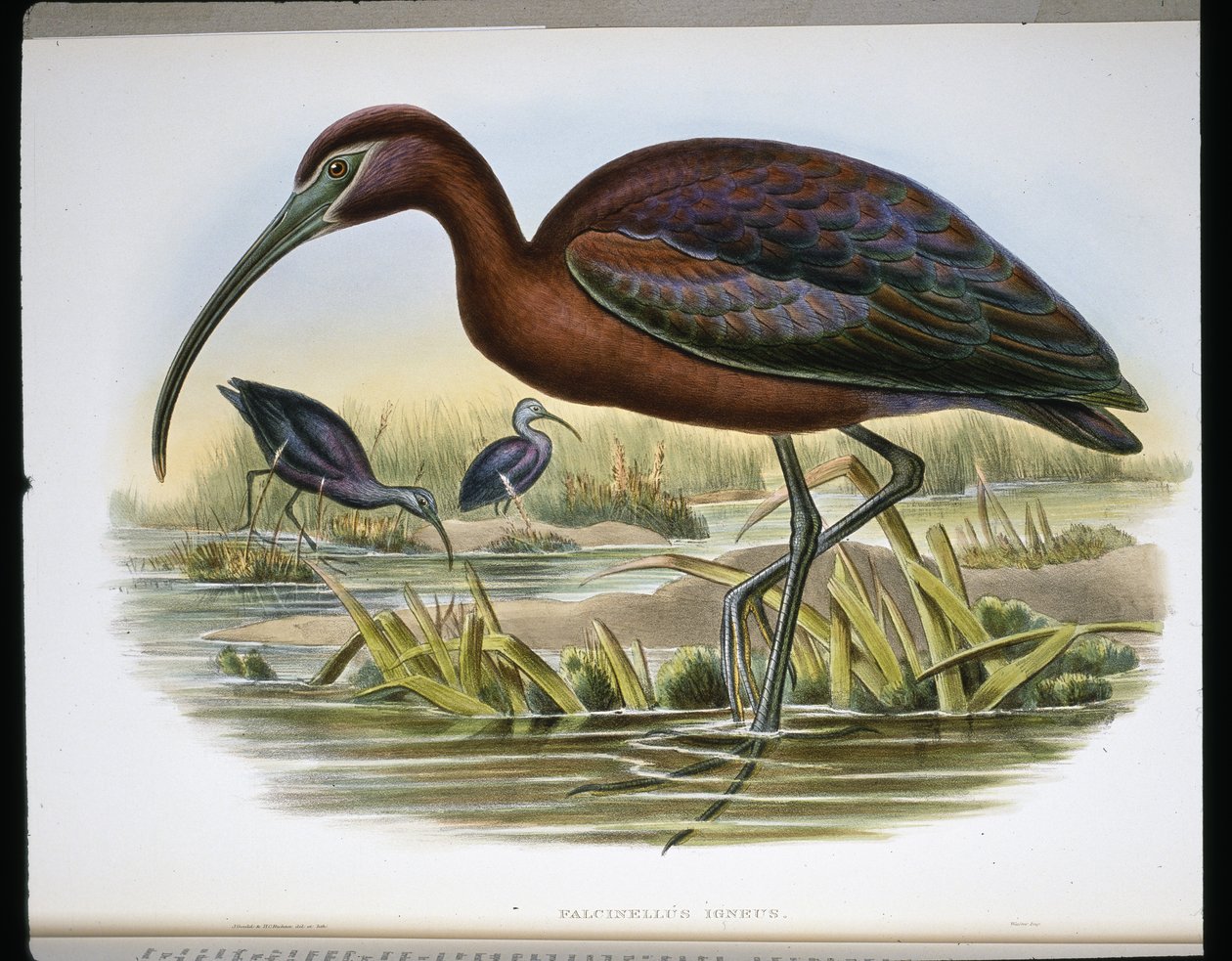 Ibex Brilhante (Falcinellus Igneus) (gravação colorida) de John (after) Gould