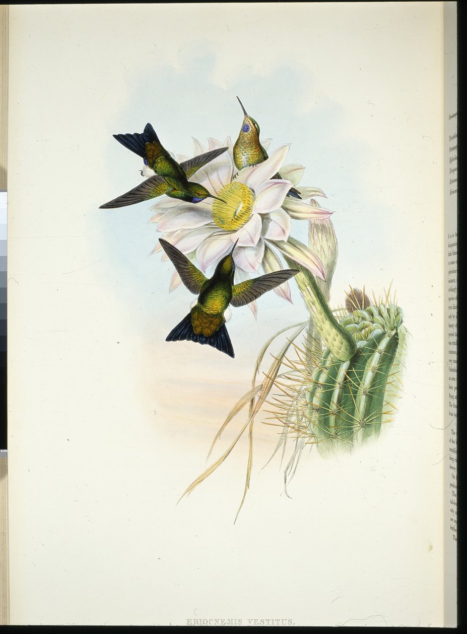 Glowing Puff-leg (Eriocnemis Vestitus) (litho colorido à mão) de John (after) Gould