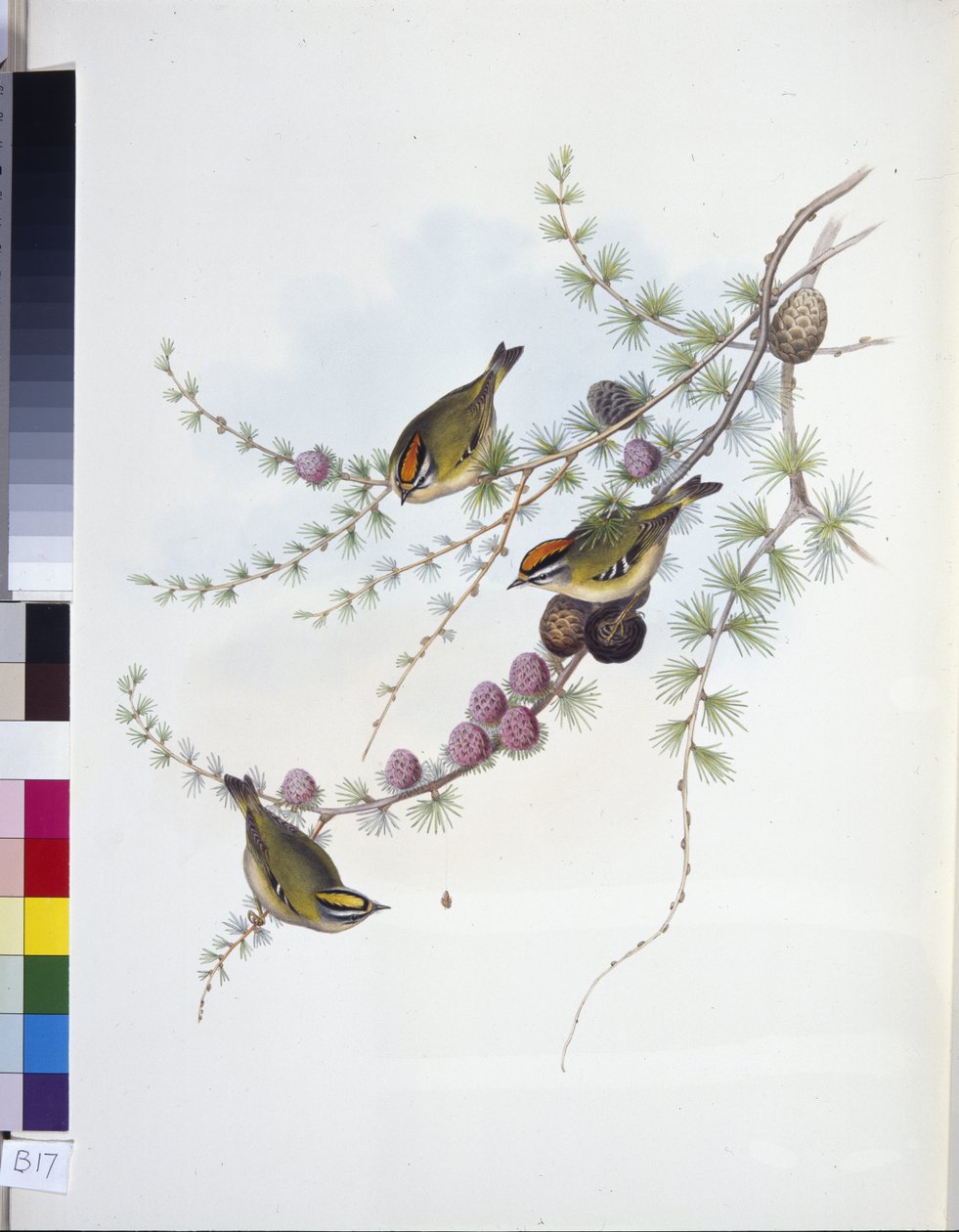 Goldcrest (Regulus Regulus Regulus) (litho colorido à mão) de John (after) Gould
