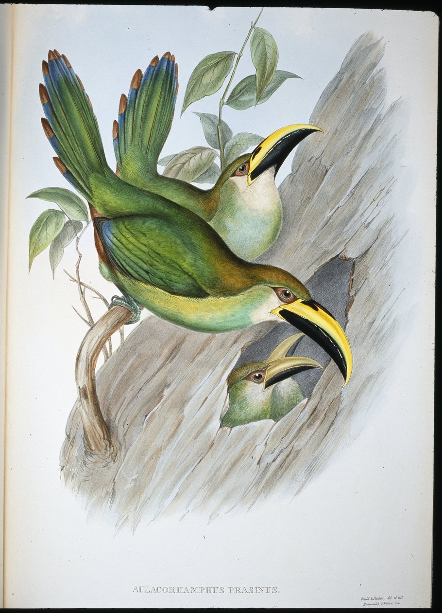 Tucano de Groovebill verde-ouro (Aulacoramphus Prasinus) (litho colorido à mão) de John (after) Gould