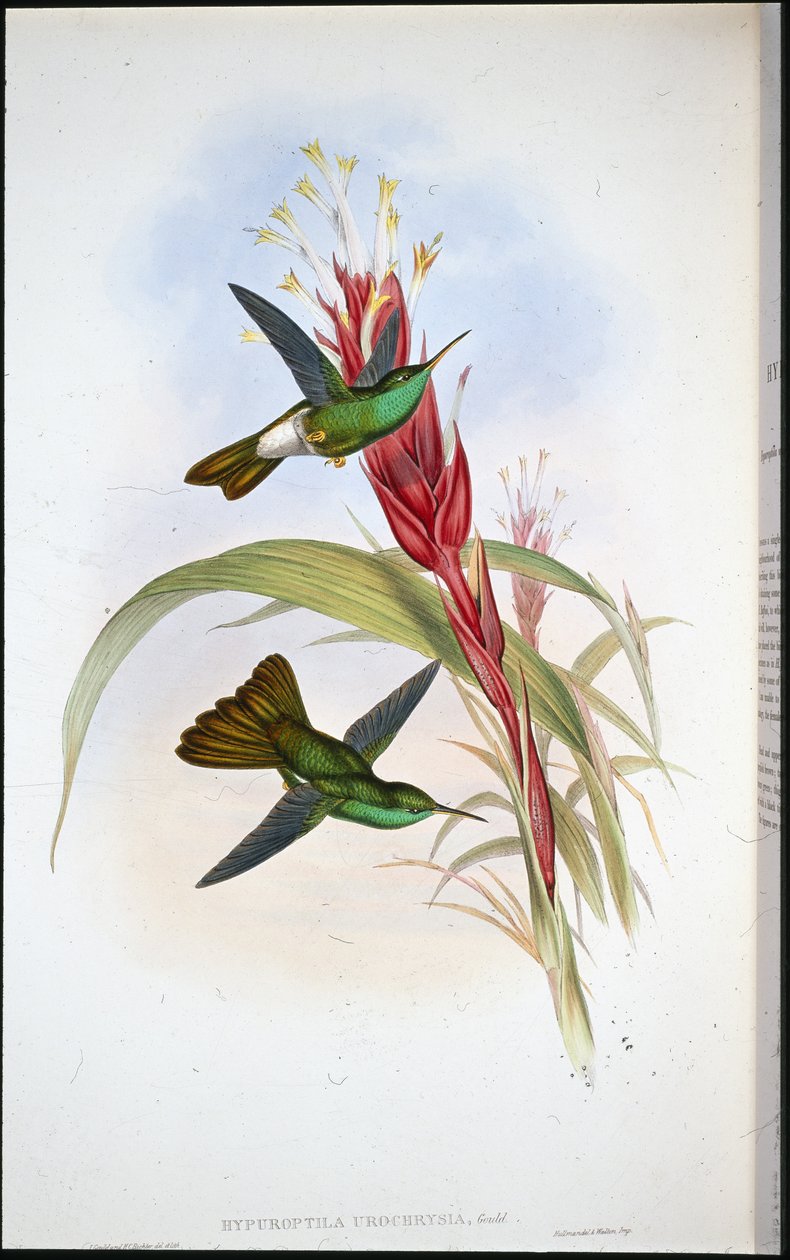 Plumeleteer de cauda dourada (Hypuroptila Urochrysia) (litografia colorida à mão) de John (after) Gould