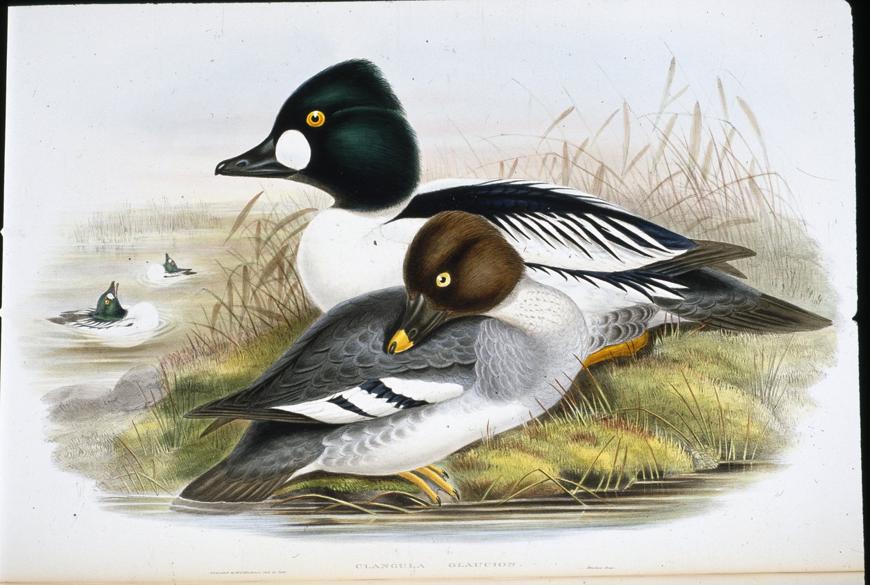 Olho Dourado (Clangula Glaucion) (litho colorido à mão) de John (after) Gould