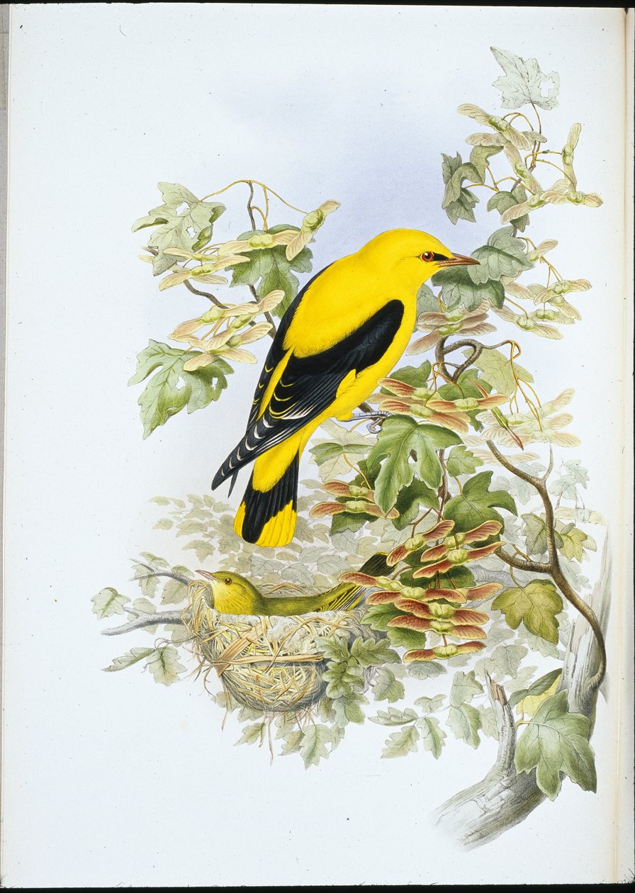 Oriole dourado (Oriolus Galbula) (Litho colorido à mão) de John (after) Gould